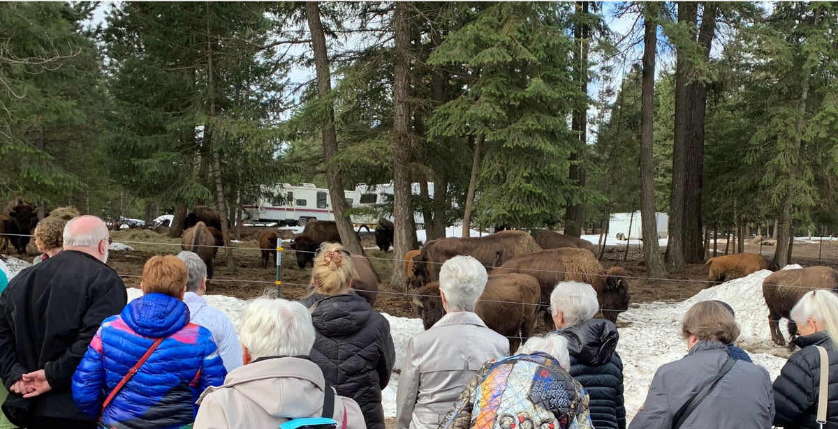 Bison Ranch Tour - Cultural Tourism