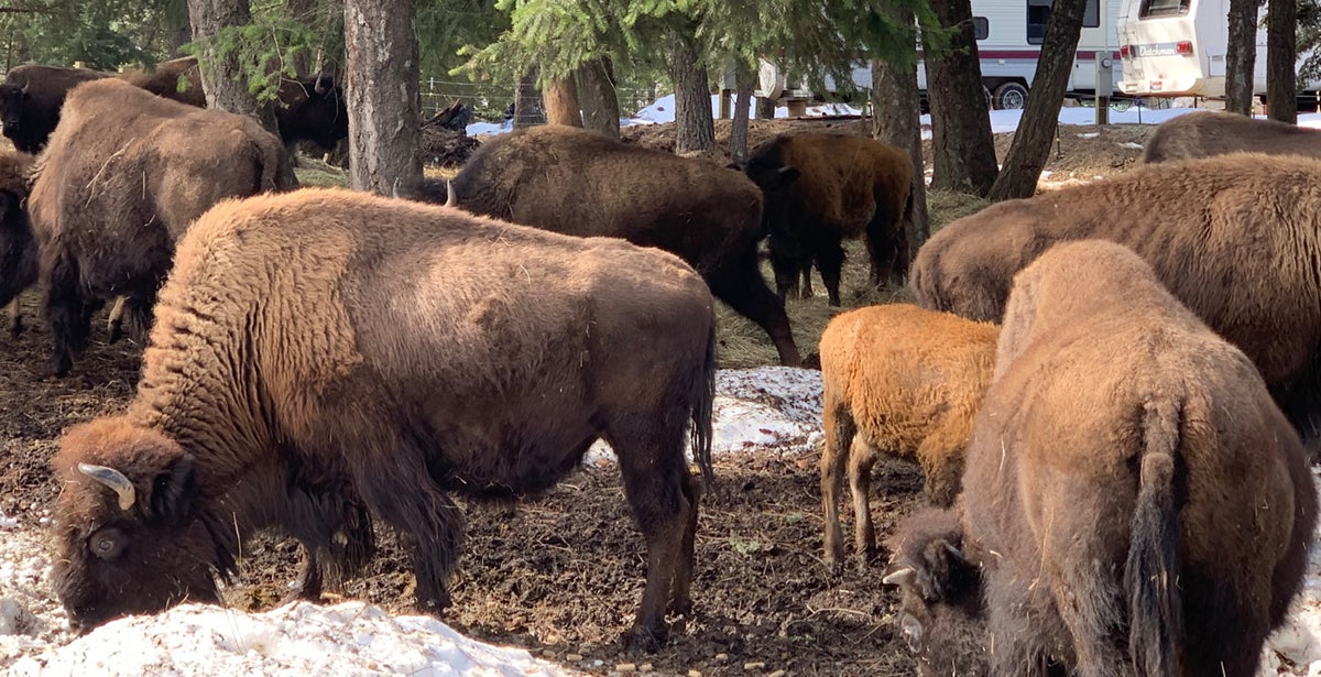 Bison Ranch Tour - Cultrual Tourism